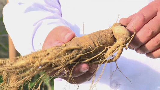 农业学家科学家田间考察人参种植中药养殖视频