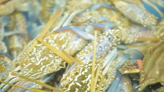 市场里的鲜活梭子蟹兰花蟹视频