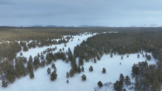 冬季绿色森林白雪地樟子松林视频