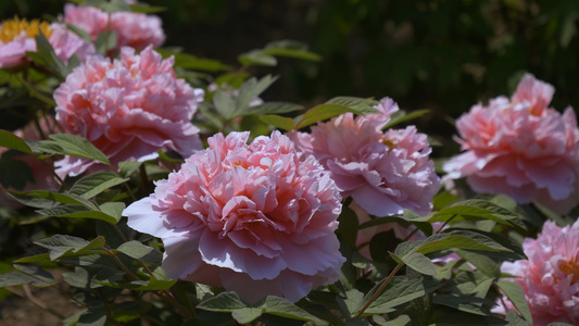 牡丹花素材特写视频