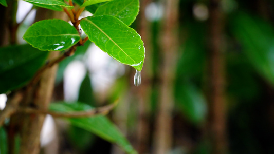 4K树叶下雨水滴落下[不下雨]视频