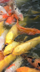深圳世界之窗的鲤鱼观赏鱼视频
