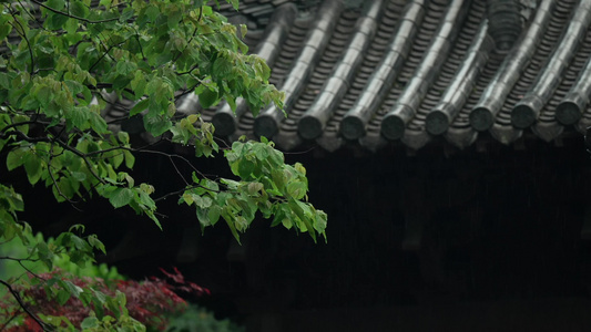 下雨天杭州古建筑与树叶视频