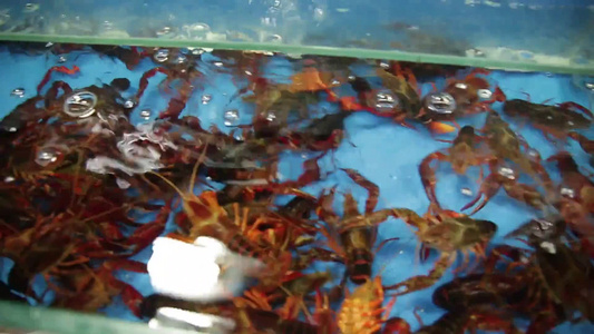 水产市场商贩卖小龙虾视频