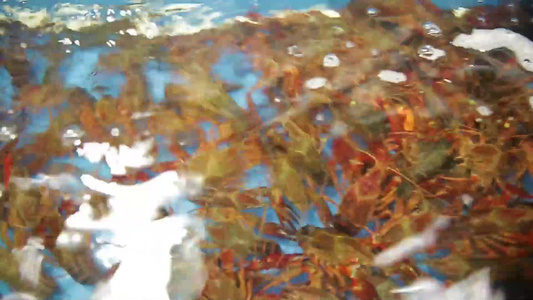 水产市场商贩卖小龙虾视频