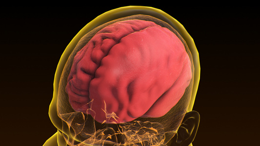 3D人体医疗脑萎缩视频