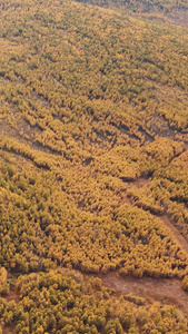 秋季阿尔山驼峰天池全景航拍森林视频