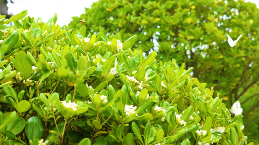 4K升格蝴蝶蜜蜂采花传粉视频