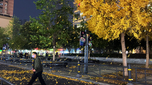 城市秋天季节银杏树叶秋风扫落叶4k素材20秒视频