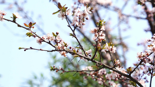 梅花视频