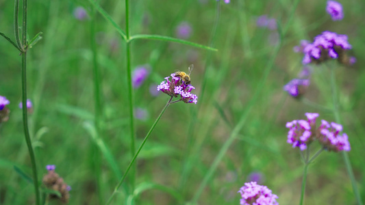 蜜蜂花朵高速摄影视频