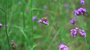 蜜蜂花朵高速摄影69秒视频
