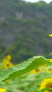 向日葵与蜜蜂景深虚实变化空镜采花的蜜蜂视频