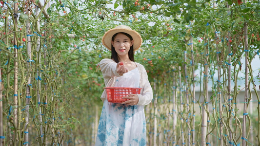 4K采摘圣女果的少女视频