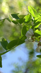 夏季自然风光槐花视频合集视频