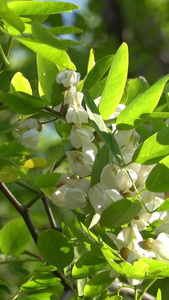 夏季自然风光槐花视频合集视频