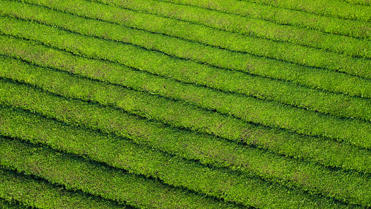 4k大疆御2航拍茶山茶园视频