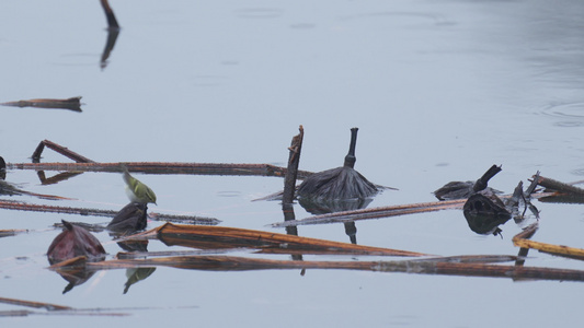 下雨天杭州西湖水面上的鸳鸯悠闲自在视频