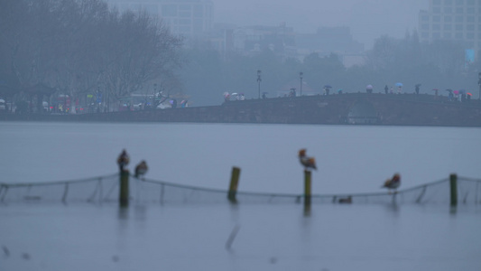 下雨天杭州西湖水面上的鸳鸯悠闲自在视频