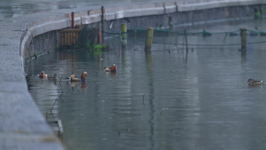 下雨天杭州西湖水面上的鸳鸯悠闲自在视频