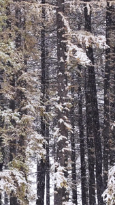 实拍青海海北祁连县雪景祁连山视频