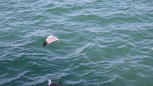 波涛汹涌的大海和飞翔的海鸥慢镜头自然风光视频