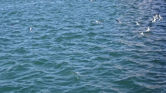 波涛汹涌的大海和飞翔的海鸥慢镜头自然风光视频