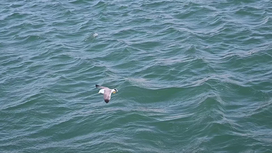 波涛汹涌的大海和飞翔的海鸥慢镜头自然风光视频