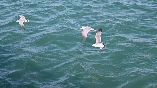 波涛汹涌的大海和飞翔的海鸥慢镜头自然风光视频