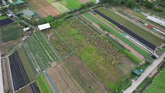 香芋种植实拍视频