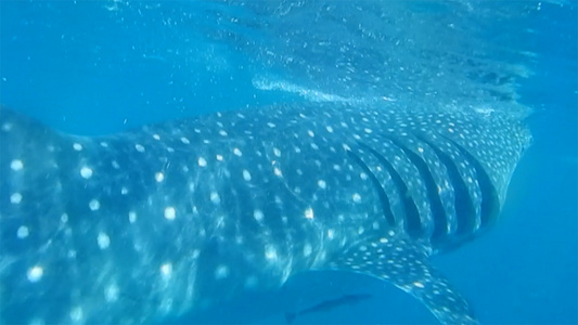 海洋动物鲸鲨视频