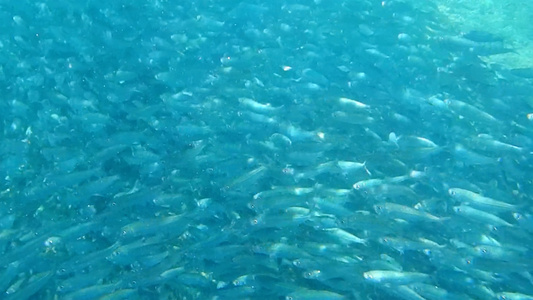 海洋动物沙丁鱼视频