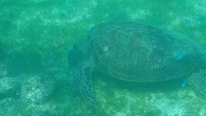 海洋生物 玳瑁10秒视频