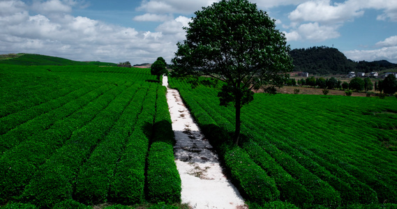 4k 茶园茶山视频