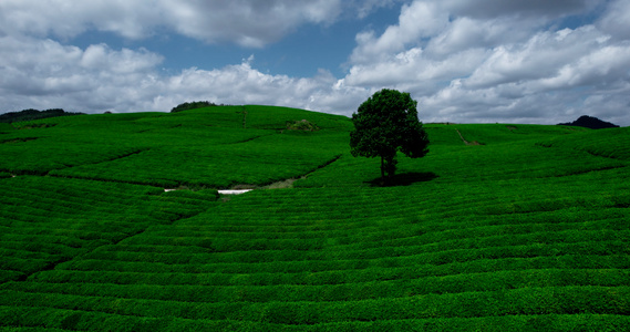 4k 茶园茶山风光视频