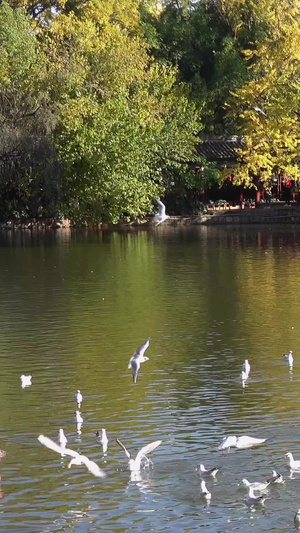 云南昆明翠湖冬季的海鸥红嘴鸥27秒视频