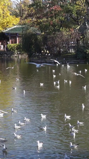 云南昆明翠湖冬季的海鸥红嘴鸥27秒视频
