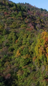 山区枫叶航拍视频