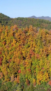 山区枫叶航拍视频