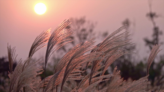 夕阳下的芦苇荡视频