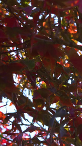 实拍入秋的枫叶视频