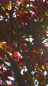 实拍入秋的枫叶视频