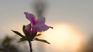 春夏日花朵植物逆光摄影17秒视频