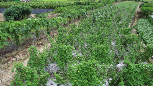 航拍果蔬种植园视频