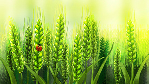 麦子植物生长卡通背景10秒视频