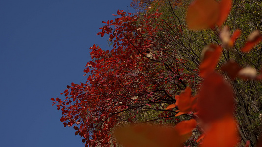 秋天里的红叶视频