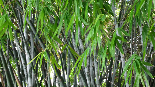 衡山福严寺竹林风光视频