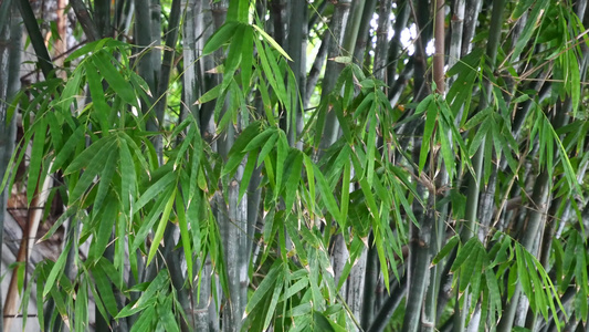 衡山福严寺竹林风光视频