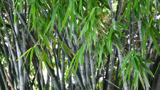 衡山福严寺竹林风光视频