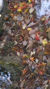 秋天小溪中五彩斑斓的落叶视频